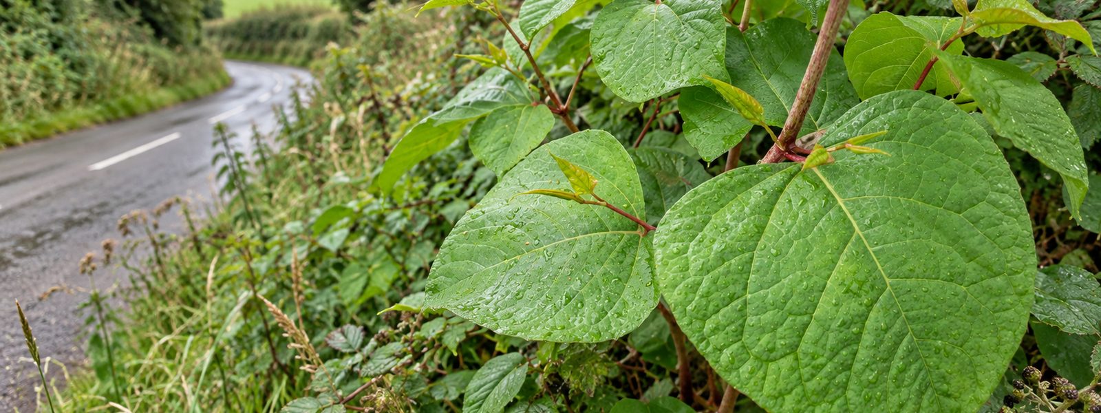 Fast Knotweed Removal Services in the South East
