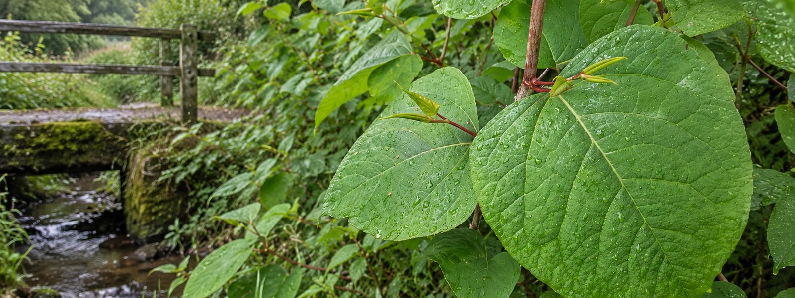 Fast Knotweed Removal Services in the South West